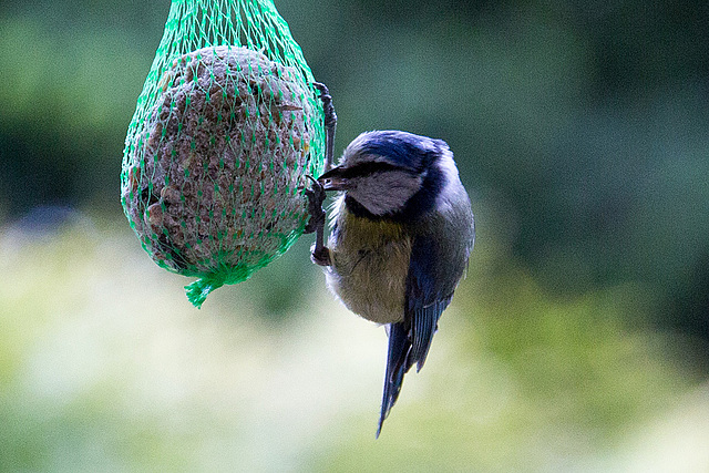 20140515 3157VRAw [D~LIP] Blaumeise (Cyanistes caeruleus), Bad Salzuflen