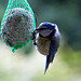 20140515 3157VRAw [D~LIP] Blaumeise (Cyanistes caeruleus), Bad Salzuflen