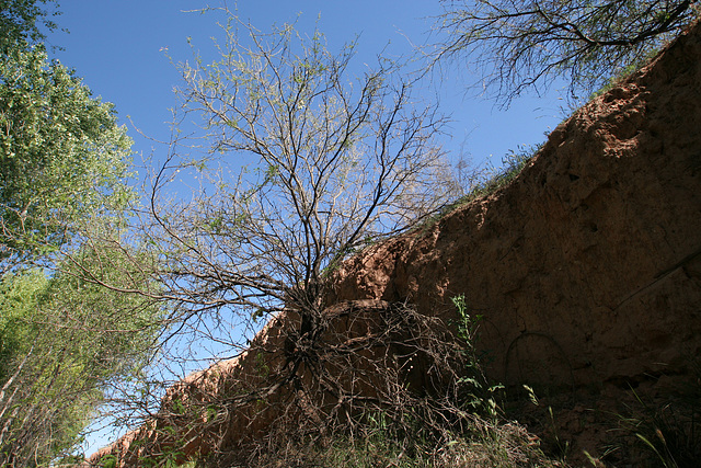 0503 091550 Dead Horse Ranch State Park