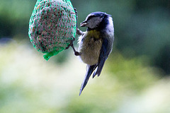 20140515 3156VRAw [D~LIP] Blaumeise (Cyanistes caeruleus), Bad Salzuflen