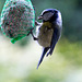 20140515 3156VRAw [D~LIP] Blaumeise (Cyanistes caeruleus), Bad Salzuflen