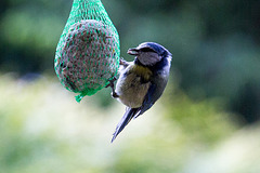 20140515 3155VRAw [D~LIP] Blaumeise (Cyanistes caeruleus), Bad Salzuflen