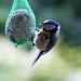 20140515 3155VRAw [D~LIP] Blaumeise (Cyanistes caeruleus), Bad Salzuflen