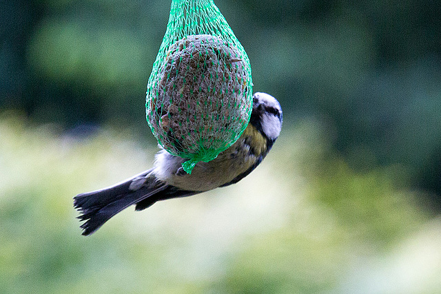 20140515 3154VRAw [D~LIP] Blaumeise (Cyanistes caeruleus), Bad Salzuflen