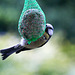 20140515 3154VRAw [D~LIP] Blaumeise (Cyanistes caeruleus), Bad Salzuflen