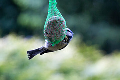 20140515 3153VRAw [D~LIP] Blaumeise (Cyanistes caeruleus), Bad Salzuflen