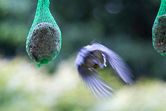 20140515 3152VRAw [D~LIP] Blaumeise (Cyanistes caeruleus), Bad Salzuflen