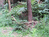 One of the Local Forests