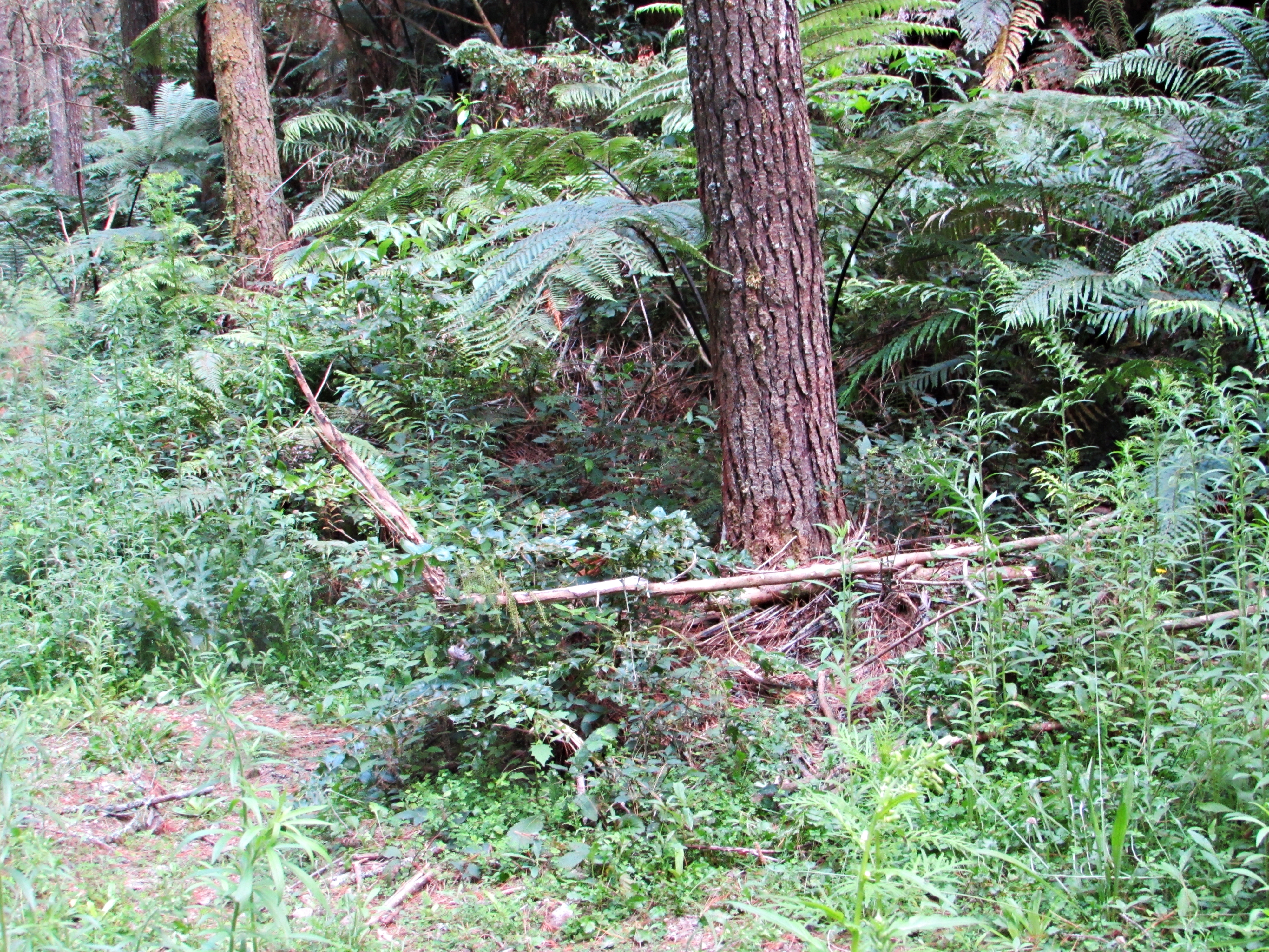 One of the Local Forests