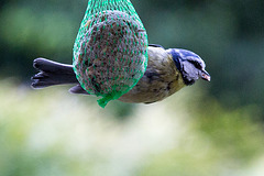 20140515 3151VRAw [D~LIP] Blaumeise (Cyanistes caeruleus), Bad Salzuflen