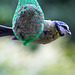 20140515 3151VRAw [D~LIP] Blaumeise (Cyanistes caeruleus), Bad Salzuflen