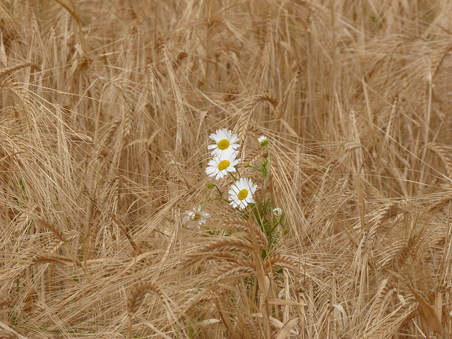 Fröhliches Bild