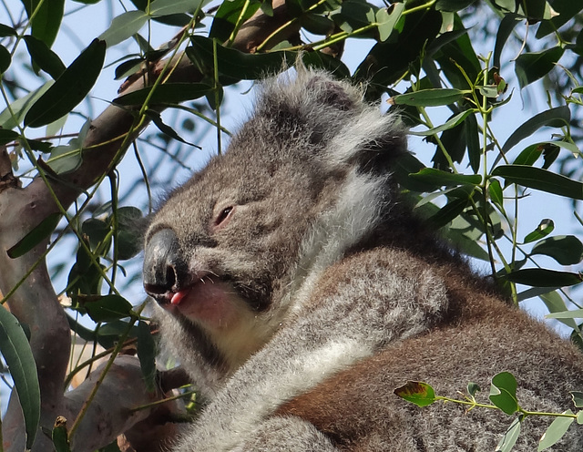 Cape Otway koala