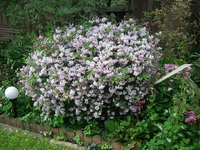 Deutzia Rosa