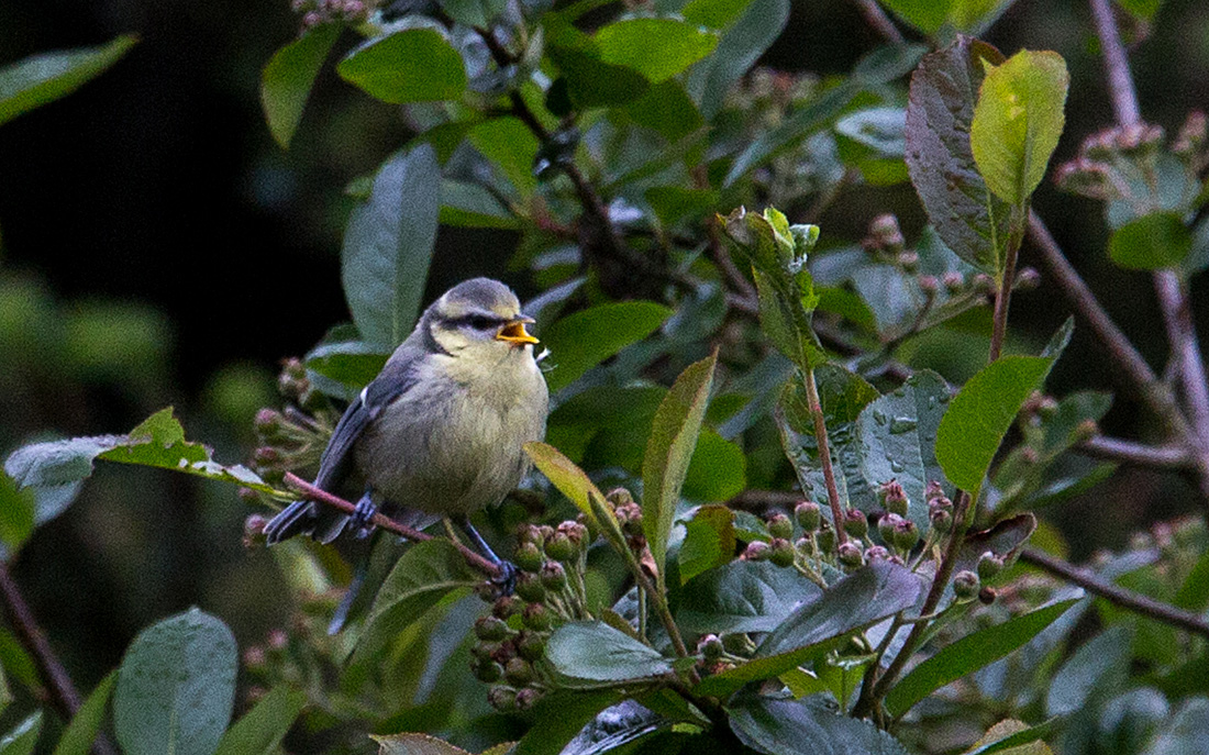 20140515 3149VRAw [D~LIP] Blaumeise (Cyanistes caeruleus), Bad Salzuflen