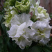 Antirrhinum!