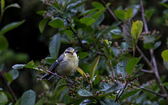 20140515 3148VRAw [D~LIP] Blaumeise (Cyanistes caeruleus), Bad Salzuflen