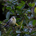 20140515 3148VRAw [D~LIP] Blaumeise (Cyanistes caeruleus), Bad Salzuflen