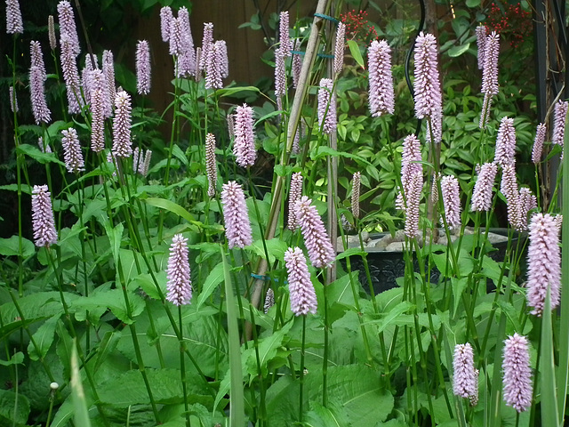 Pink spikes of Persicaria bistorta 'Superba'