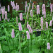 Pink spikes of Persicaria bistorta 'Superba'