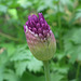 Allium's Promise