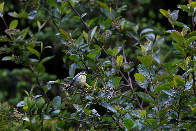 20140515 3147VRAw [D~LIP] Blaumeise (Cyanistes caeruleus), Bad Salzuflen