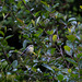 20140515 3147VRAw [D~LIP] Blaumeise (Cyanistes caeruleus), Bad Salzuflen