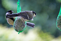 20140515 3145VRAw [D~LIP] Kohlmeise (Parus major), Bad Salzuflen