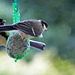 20140515 3145VRAw [D~LIP] Kohlmeise (Parus major), Bad Salzuflen