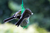 20140515 3143VRAw [D~LIP] Kohlmeise (Parus major), Bad Salzuflen