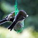 20140515 3143VRAw [D~LIP] Kohlmeise (Parus major), Bad Salzuflen