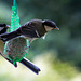 20140515 3142VRAw [D~LIP] Kohlmeise (Parus major), Bad Salzuflen