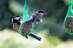 20140515 3141VRAw [D~LIP] Kohlmeise (Parus major), Bad Salzuflen