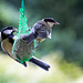 20140515 3141VRAw [D~LIP] Kohlmeise (Parus major), Bad Salzuflen