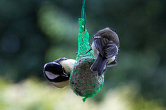 20140515 3137VRAw [D~LIP] Kohlmeise (Parus major), Bad Salzuflen