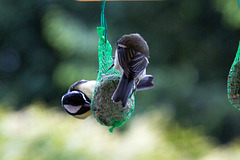 20140515 3136VRAw [D~LIP] Kohlmeise (Parus major), Bad Salzuflen