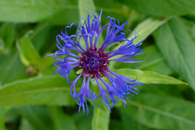 Centaurea Montana