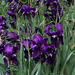 Iris ancien
