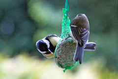 20140515 3135VRAw [D~LIP] Kohlmeise (Parus major), Bad Salzuflen