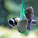 20140515 3135VRAw [D~LIP] Kohlmeise (Parus major), Bad Salzuflen