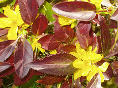 Fall Forsythia