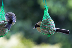 20140515 3134VRAw [D~LIP] Kohlmeise (Parus major), Bad Salzuflen