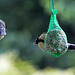 20140515 3134VRAw [D~LIP] Kohlmeise (Parus major), Bad Salzuflen