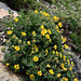 Shrubby Cinquefoil