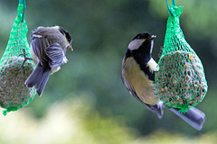 20140515 3133VRAw [D~LIP] Kohlmeise (Parus major), Bad Salzuflen