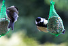 20140515 3132VRAw [D~LIP] Kohlmeise (Parus major), Bad Salzuflen