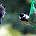 20140515 3132VRAw [D~LIP] Kohlmeise (Parus major), Bad Salzuflen