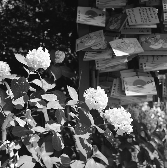 Hydrangea and votive tablets at a shrine