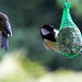 20140515 3131VRAw [D~LIP] Kohlmeise (Parus major), Bad Salzuflen