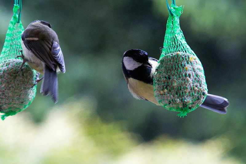 20140515 3131VRAw [D~LIP] Kohlmeise (Parus major), Bad Salzuflen